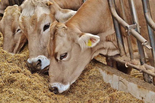 淺談當前畜牧業飼料質量與安全的發展狀況